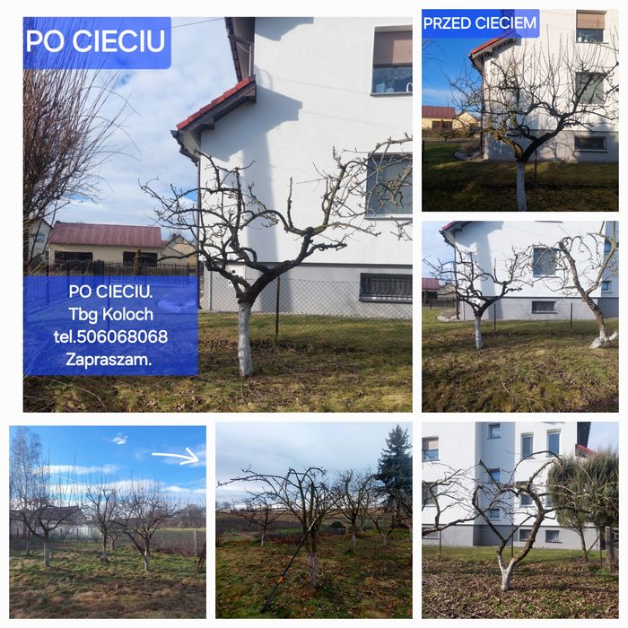 Przycinanie drzew owocowych...krzewow