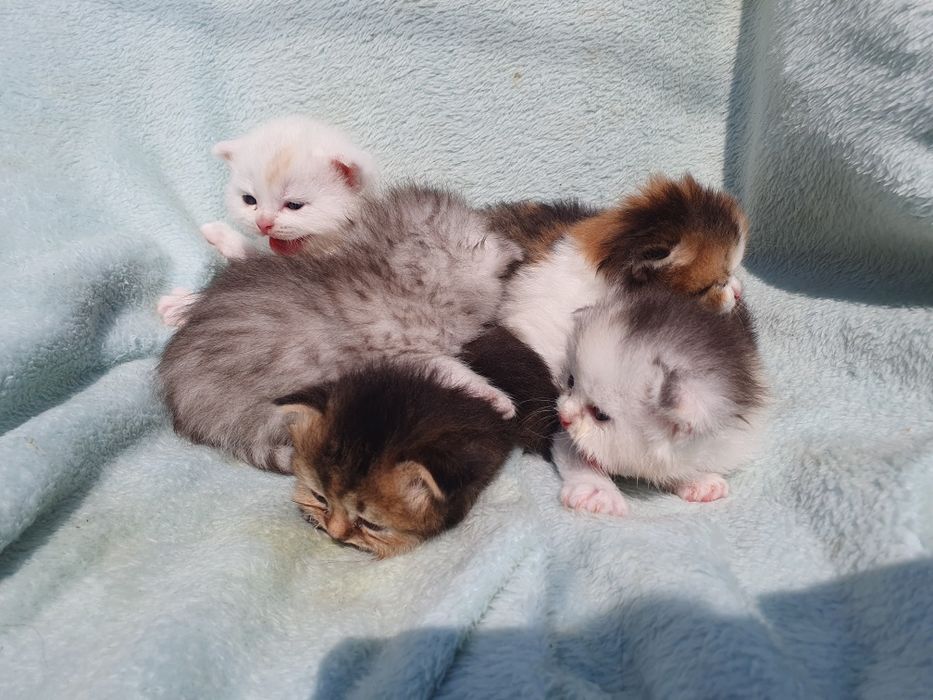 Шатланск е котята ,