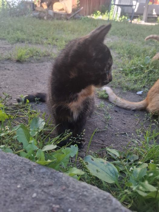 Oddam koty za darmo .