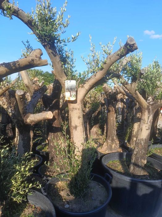 Oliwka Europejska – Olea Europaea