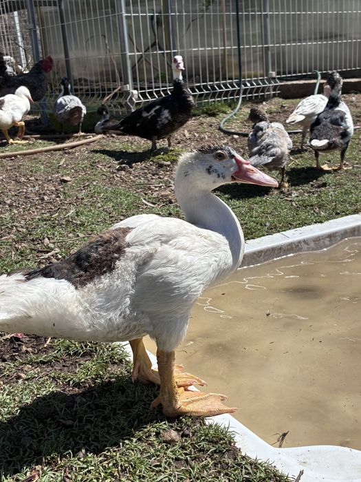 Patos mudos pequenos