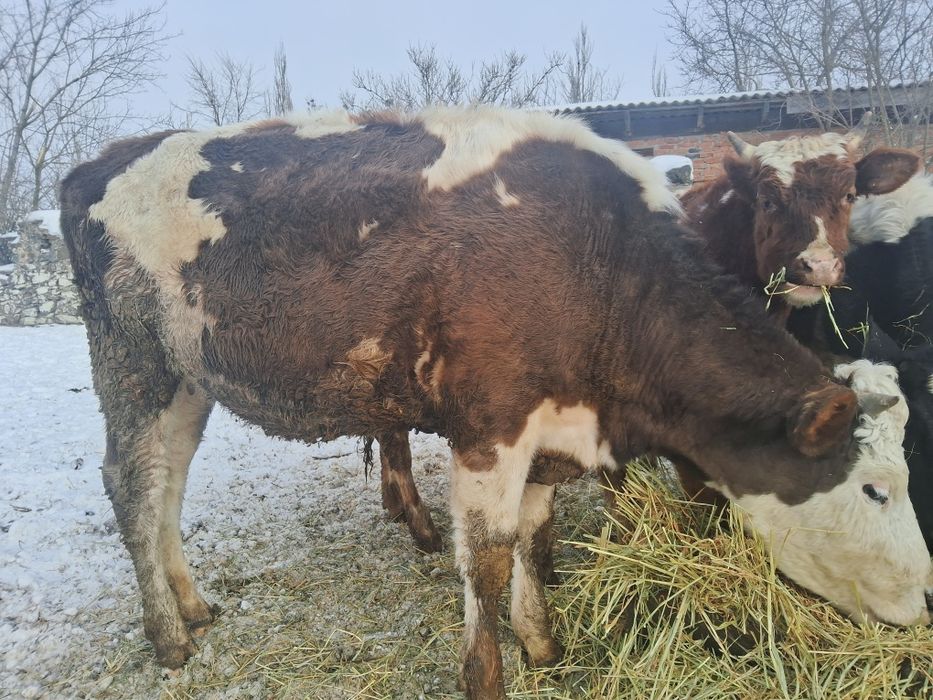 Продам тільні телички