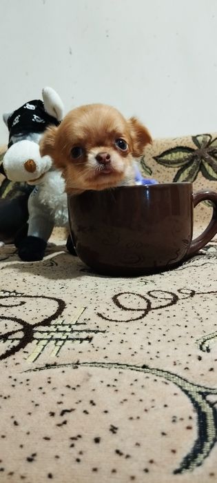 Мини девочка д/ш.