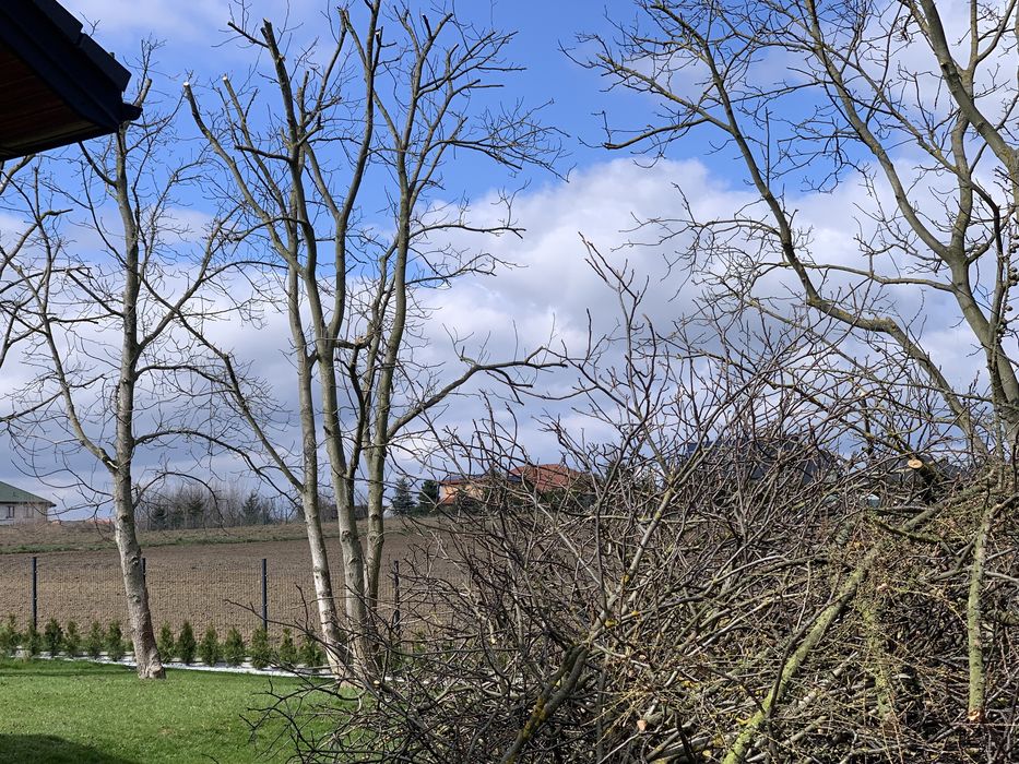 Wycinka drzew, prace alpinistyczne, czyszczenie działek.