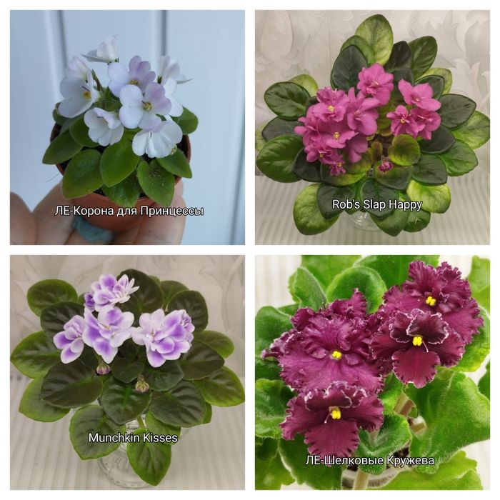 Продам фіалки міні і напівміні