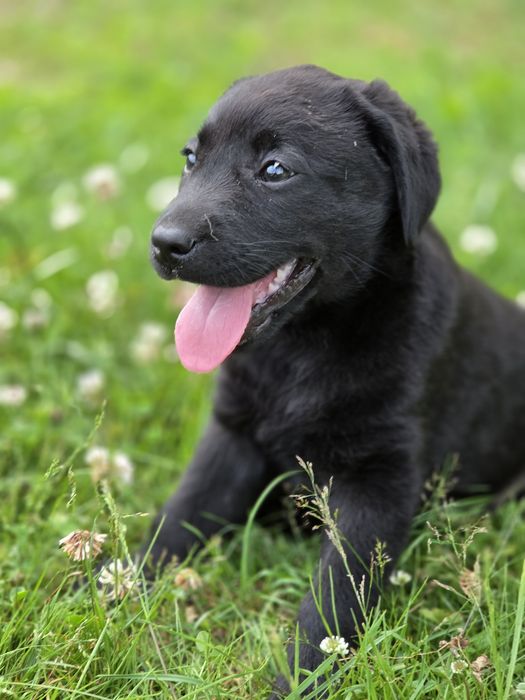 Labrador retriever  szczenię  z metrykę