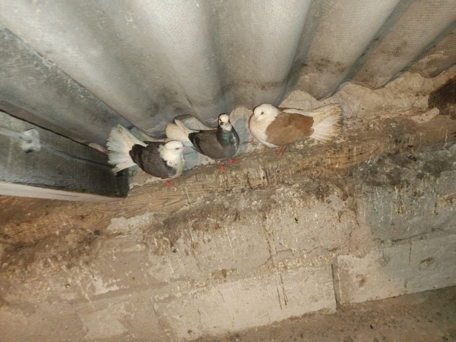 Sprzedam gołębie rasowe 7  sztuk MOŻLIWOŚĆ WYSYŁKI