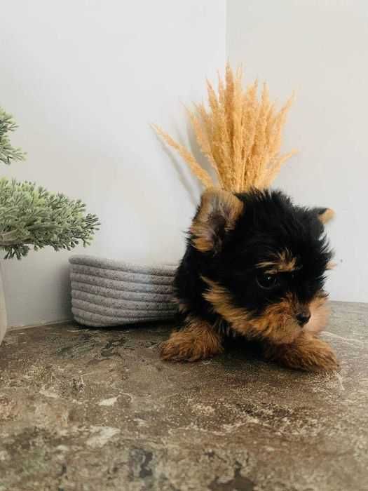 Цуценята щенки йорка міні мікро мілкий стандарт