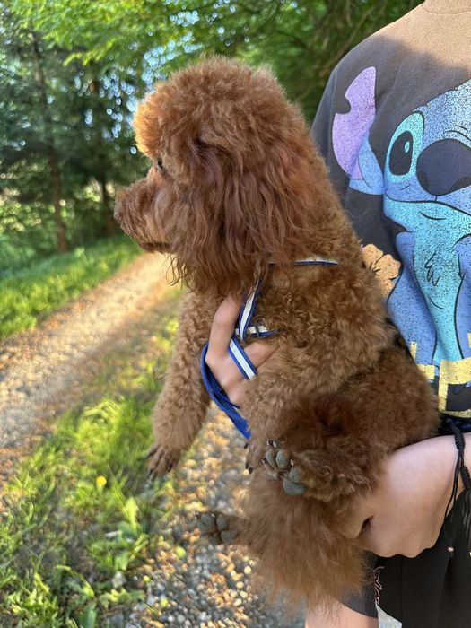 В'язка. Той Пудель ред браун. 2.5кг.