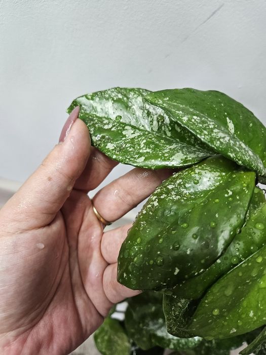 Hoya carnosa freckles