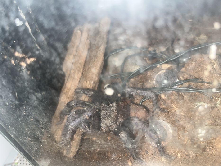 Dorosly samiec pterinopelma sazimai (gotowu do dopuszczenia)