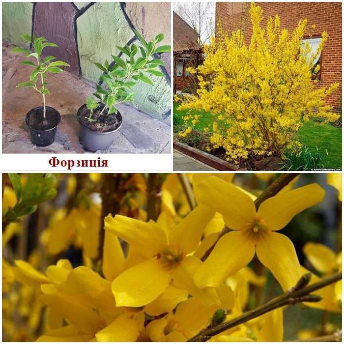 Знижки: Гортензія, бересклет, флокс, лаванда, спірея, кніфофія, чебрец