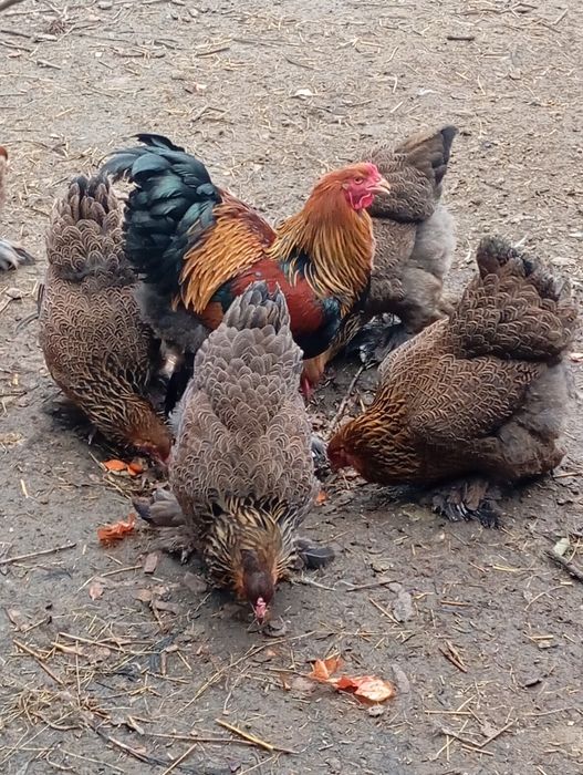 Курипчата сім'я курей