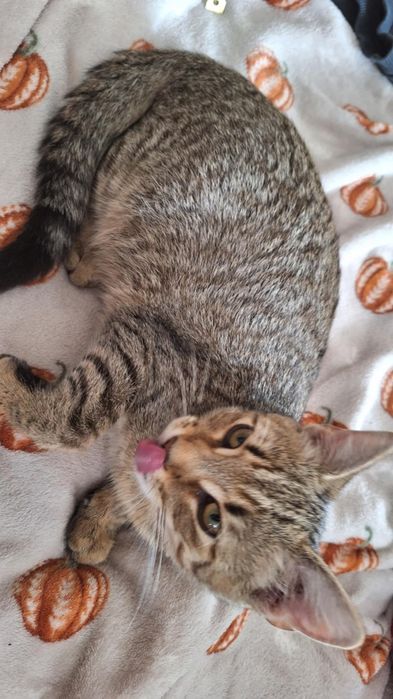 Biszkopt prosi o dom