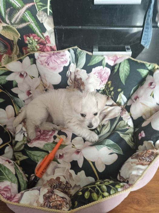 Fajna pół maltanka maltańczyk