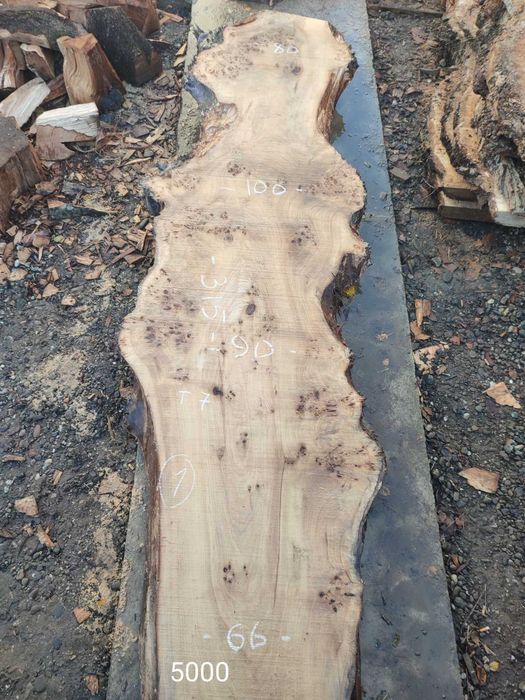 Кап капова тополя