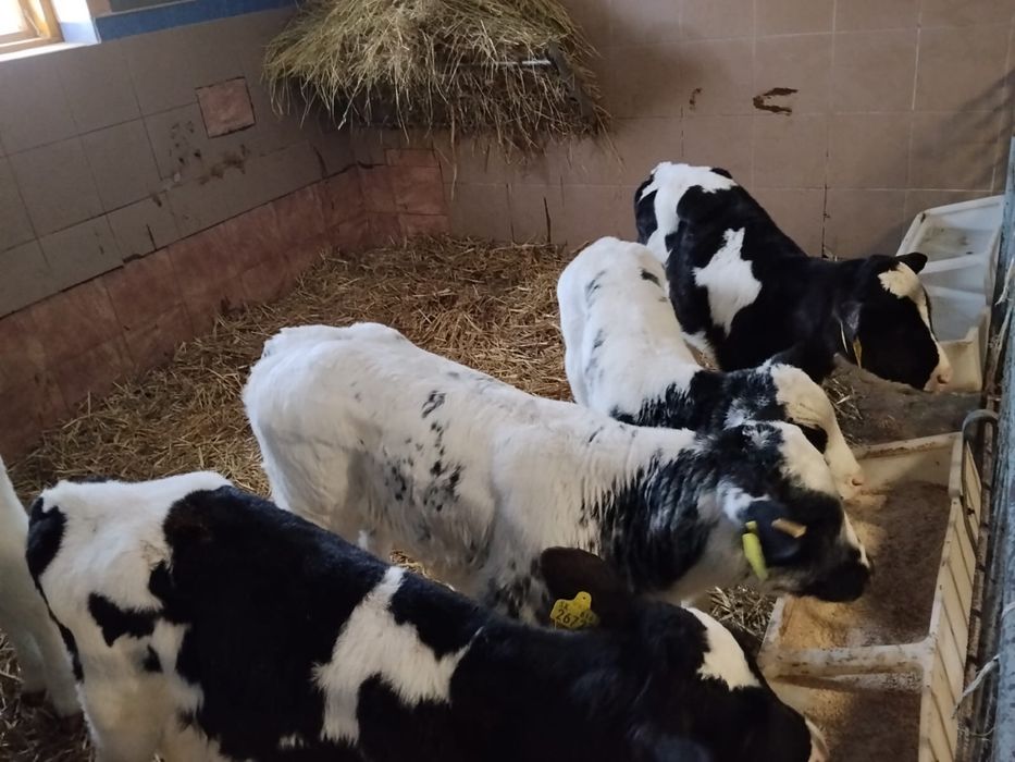 Sprzedam 8 sztuk jalowke