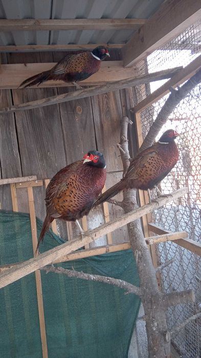 bażant łowny-młode