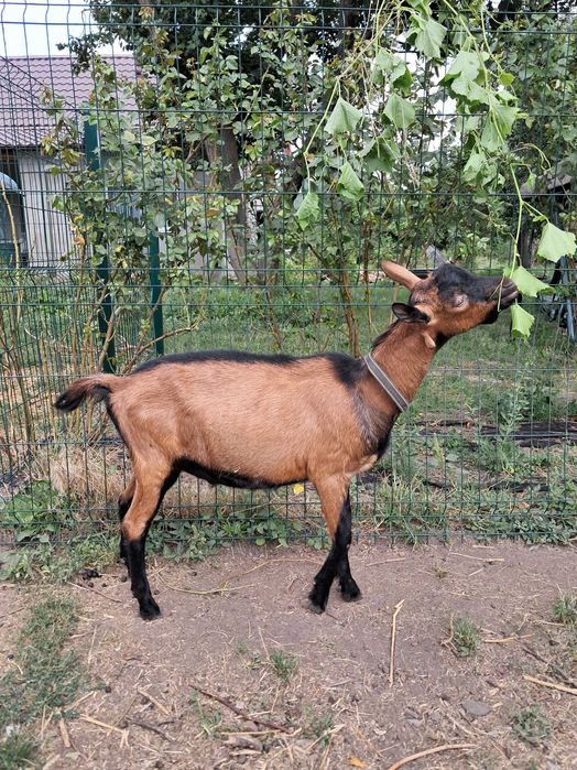 Цап (козел) для парування покриття кіз альпійської породи