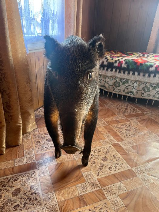 Продам Чучело кабана