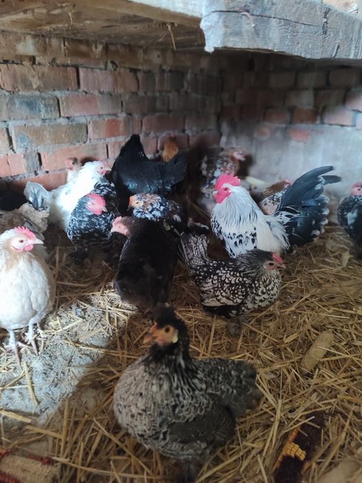 Інкубаційне яйце карликових курочок бентамок