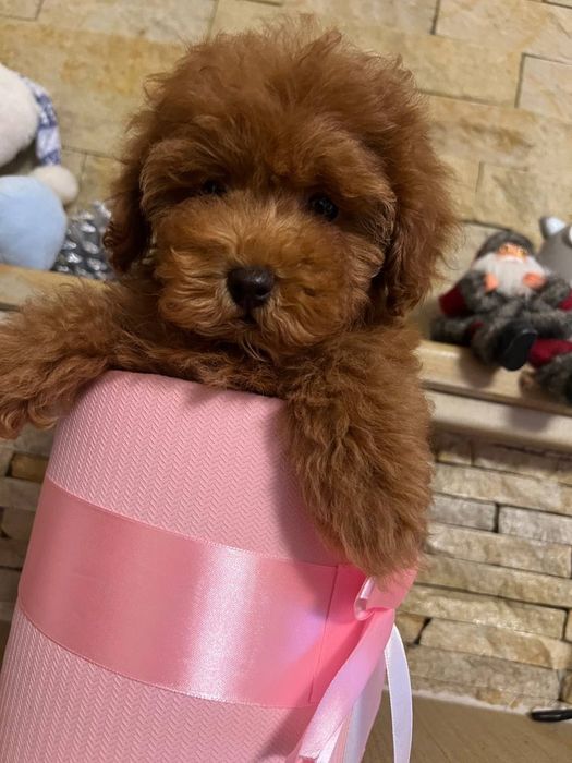 Мальтіпу пудель Вінниця