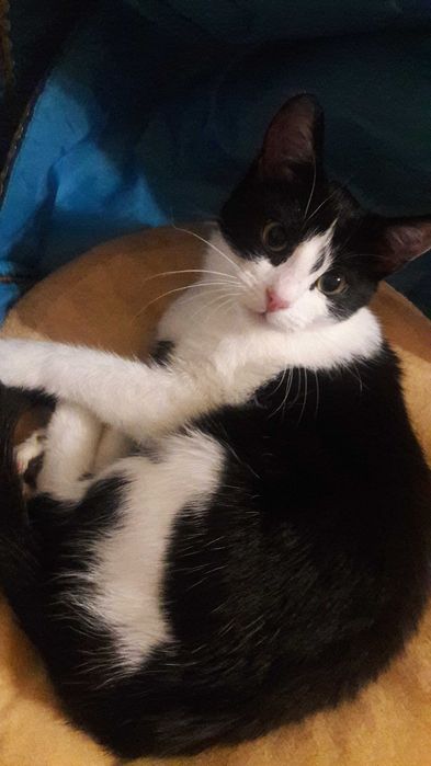 Найніжніша киця, кошеня підліток. Стерилізована