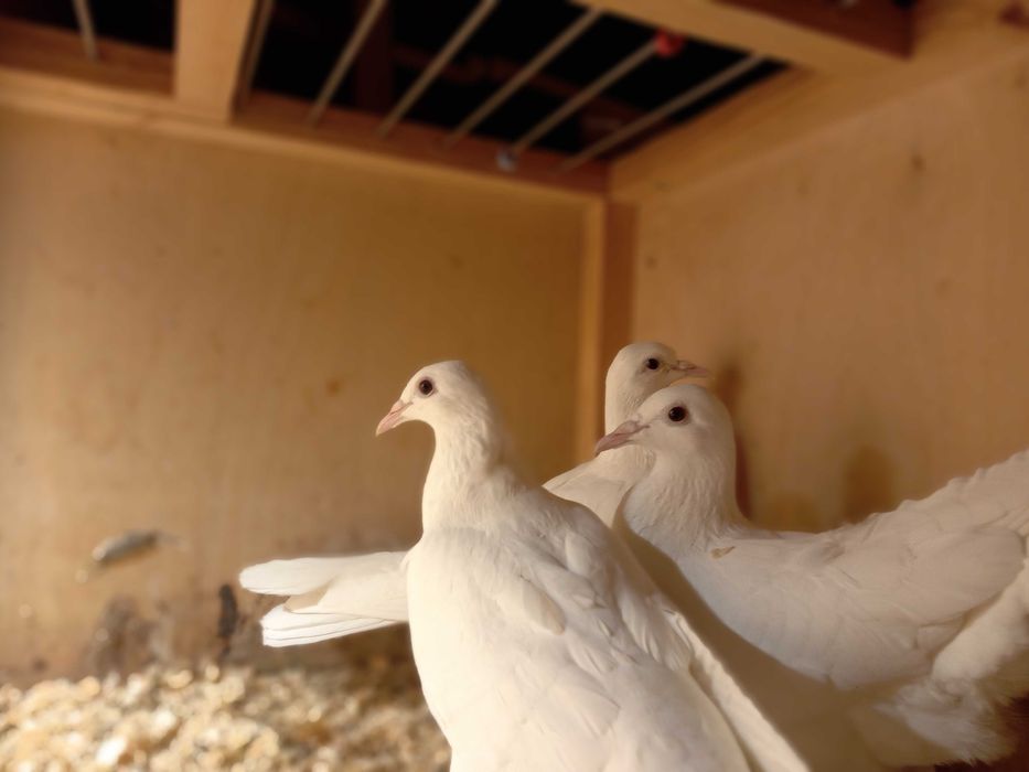 Bociany białe samce, samice