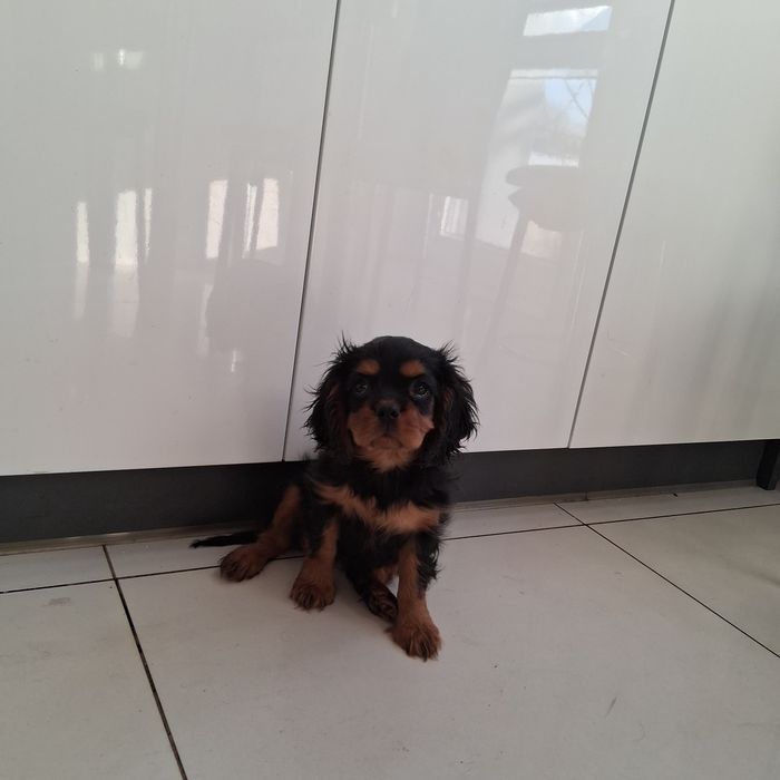 Śliczny Piesek  Cavalier Spaniel z Rodowodem