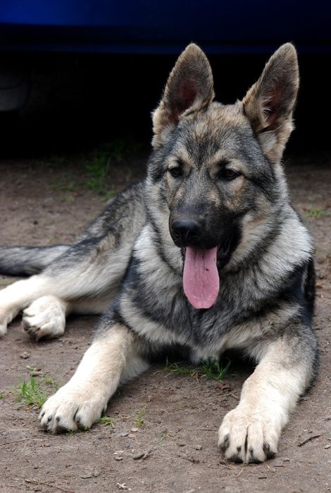 Питомник"DOLINA GREZ" предлагает щенков восточно-европейской овчарки