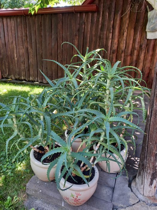 Алоє 3-4-річні вазони