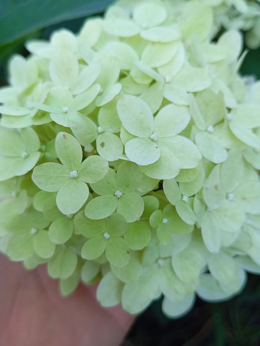 Гортензії, спірея японська