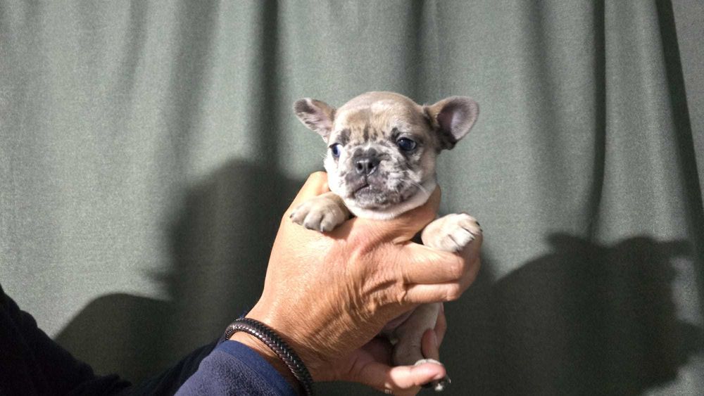 Bulldog francês disponivel femea