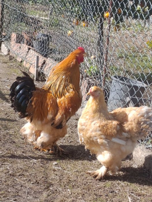 Vendo ovos de raça Brama buff