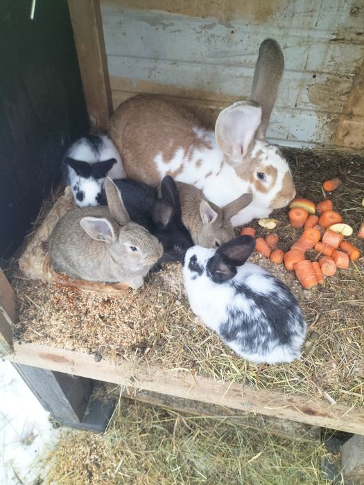 Sprzedam  Młode króliki