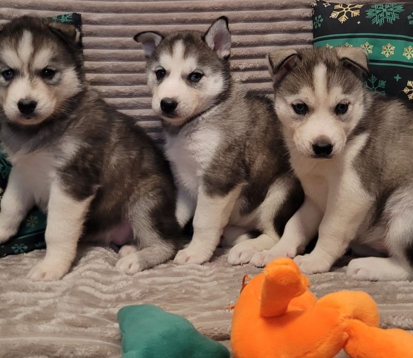 Siberian Husky piesk