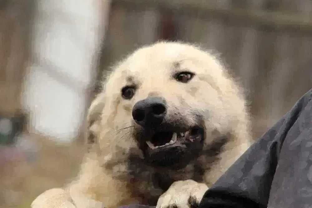 Пес Умка ищет дом, метис, 3 года