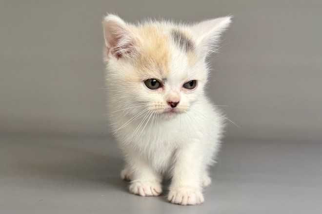 Кошенята, "шиншили", "чеширські коти" та інші