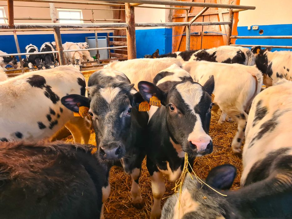 Sprzedaż byczkow Samodzielnych BBB Simental MM Finansowanie