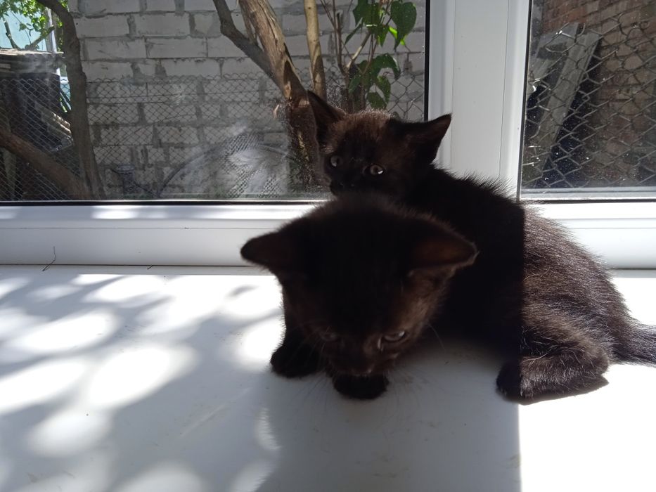 4 маленьких друга ищут семью