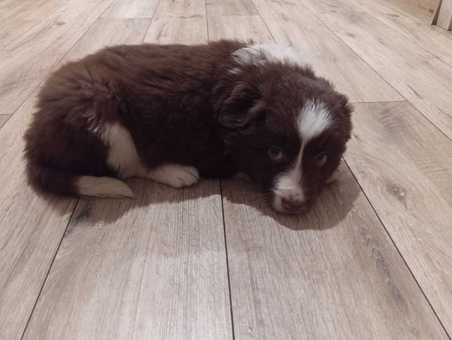 Border Collie z rodowodem