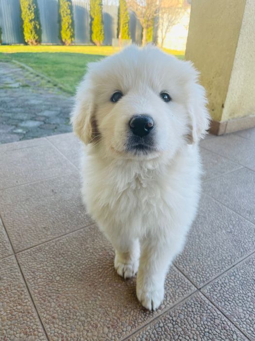 Піренейський гірський собака