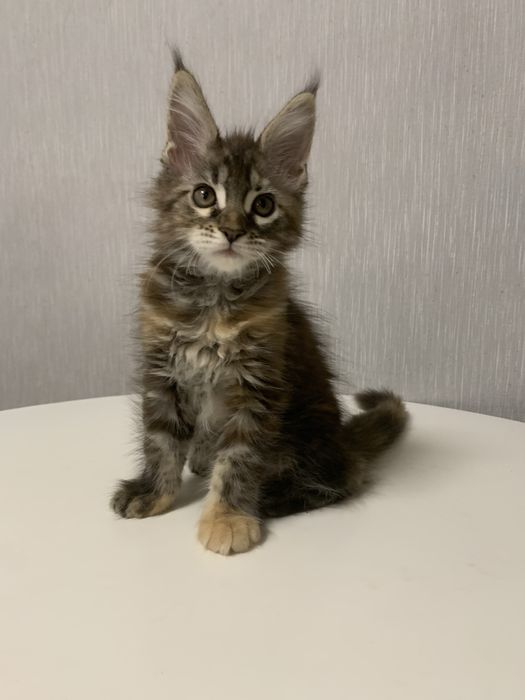 Дівчинка Мейн Кун 2 міс. Документи