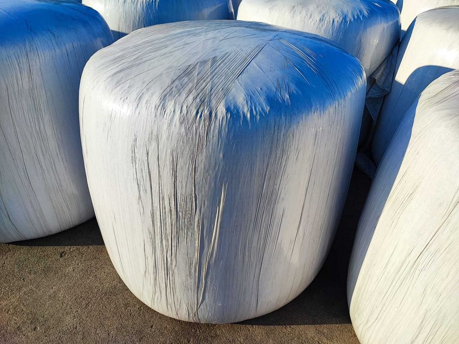 Kiszonka z kukurydzy i sianokiszonka z żyta w belach Możliwość dostawy