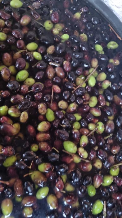 Azeite Excelente- Produção familiar na região da Bairrada