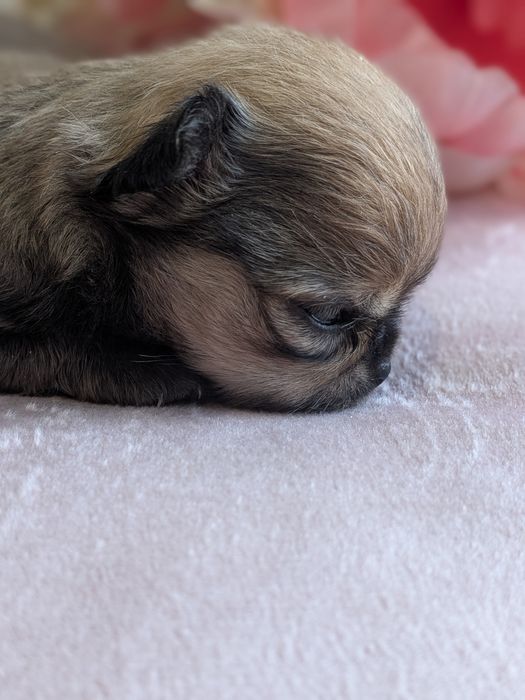 Chłopiec chihuahua