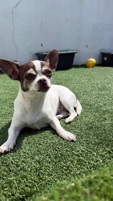 Chihuahua fêmea procura macho – Almada