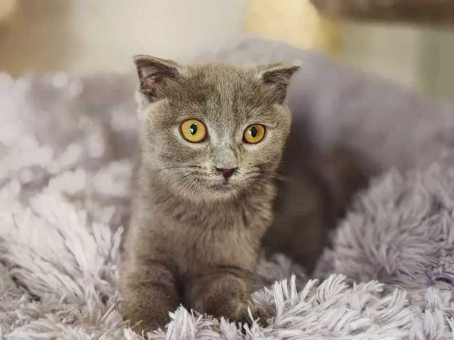 Кішечка, кішка, кошеня, ніжна Бренда (4 міс.)