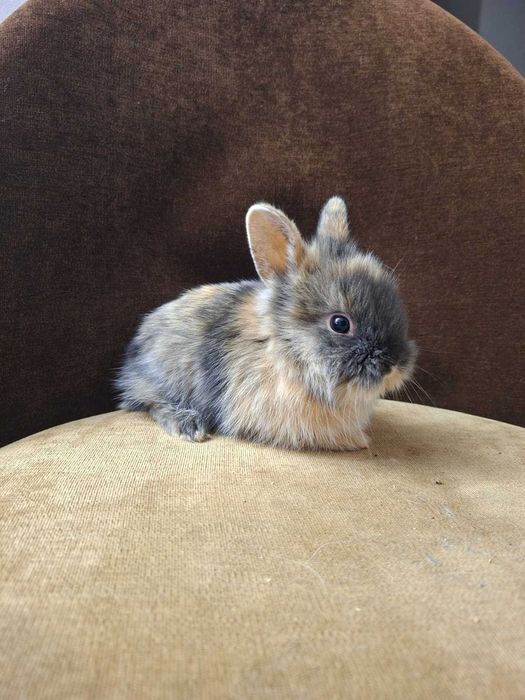 Króliki Miniaturki Bardzo Ładne Zadbane Zapraszam