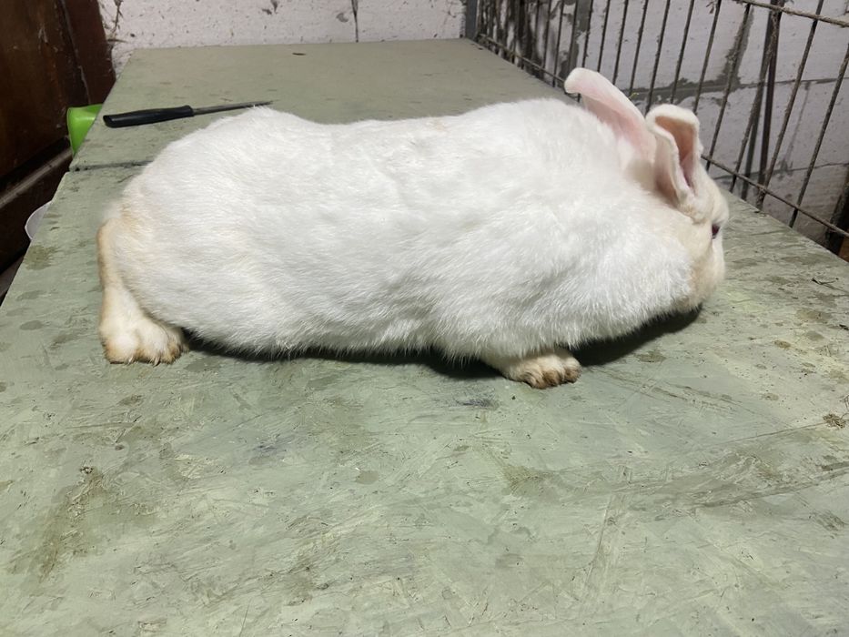 Кролик Панон з термоном